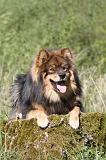 CHIEN FINNOIS DE LAPONIE 291
